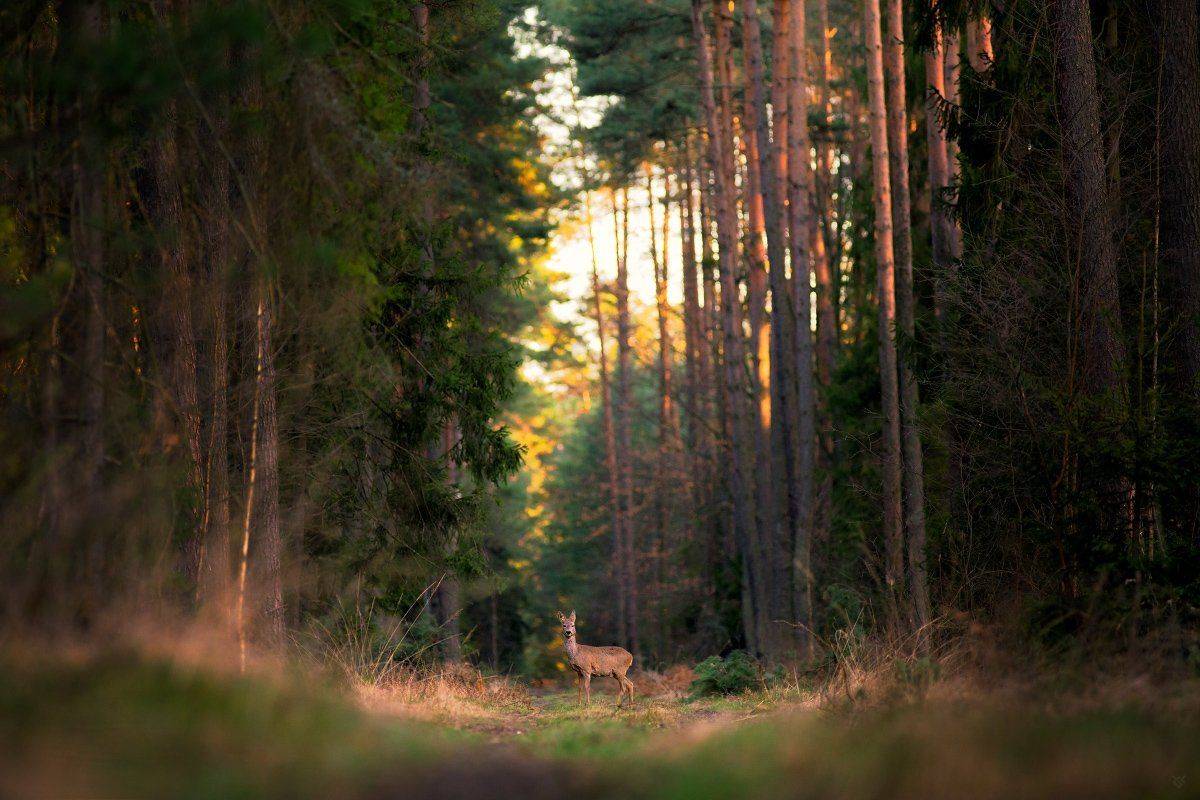 roedeer,forest,wildlife, Wojciech Grzanka