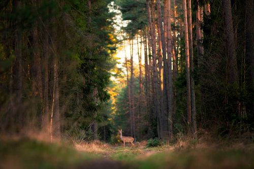 The forest around us