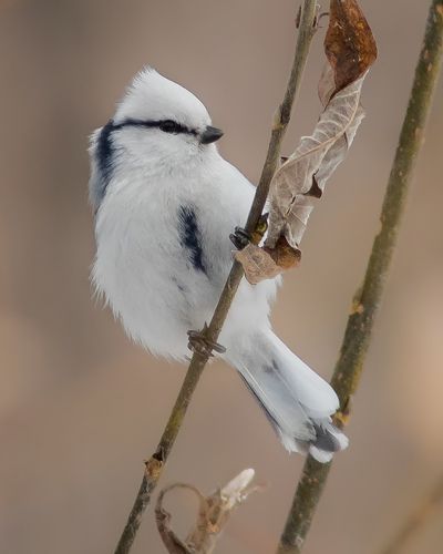 Такие разные синицы