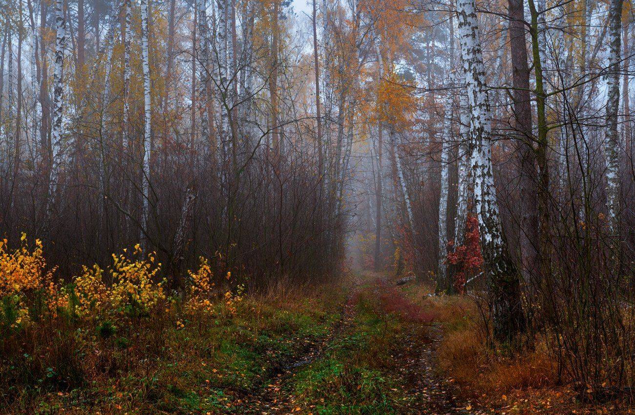 лес, осень, ноябрь, туман, тропа, сырость, Галанзовская Оксана
