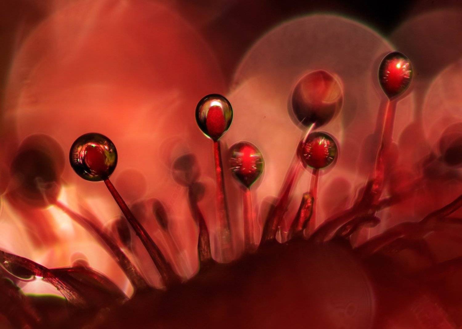 , Валерия Зверева