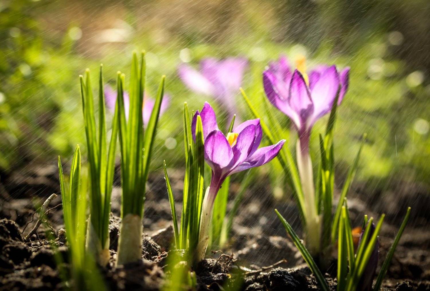 природа, весна, цветы, крокусы, капли, Шруб (Беляева) Татьяна