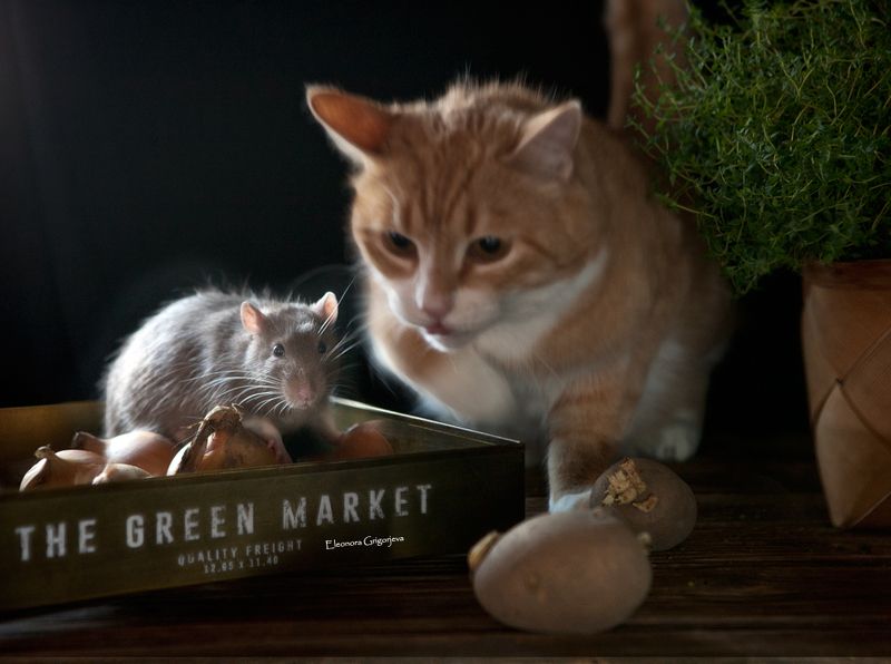 крыса, кошка, натюркотики, домашние животные Спасайся, кто может! фото превью