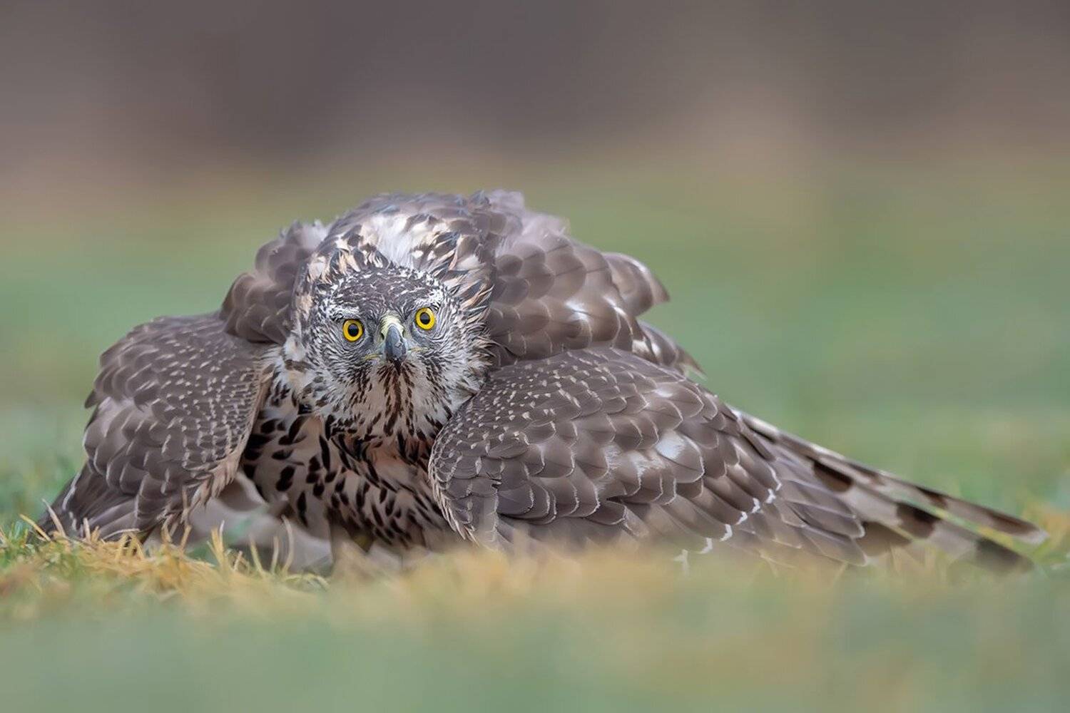 jastrząb (accipiter gentilis), Damian Kwasek