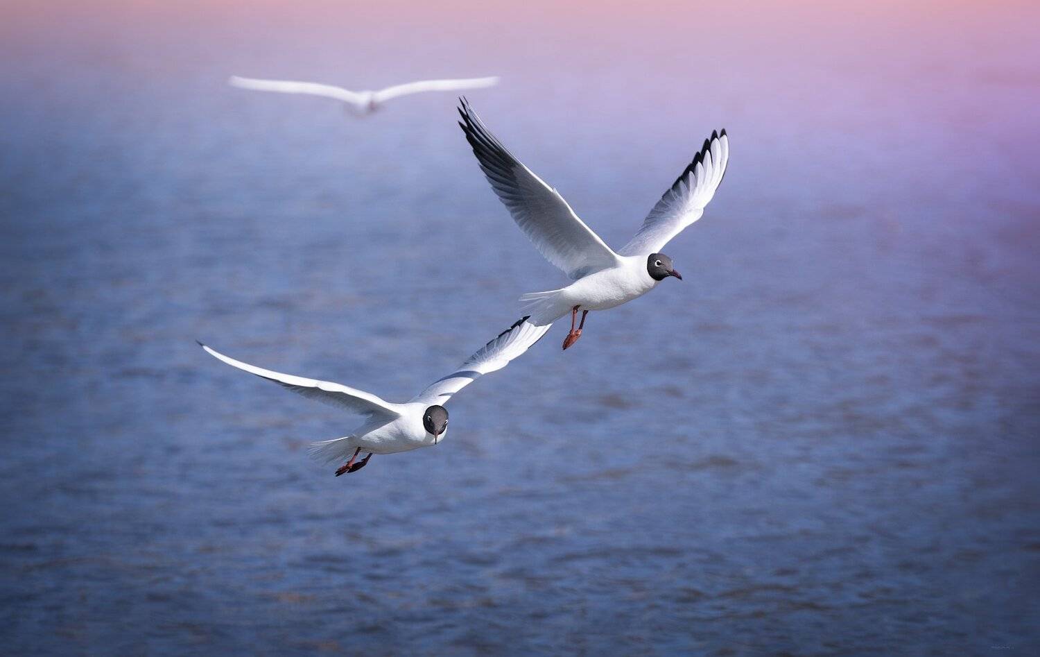 природа, лес, животные, птицы, Дмитрий Посевич