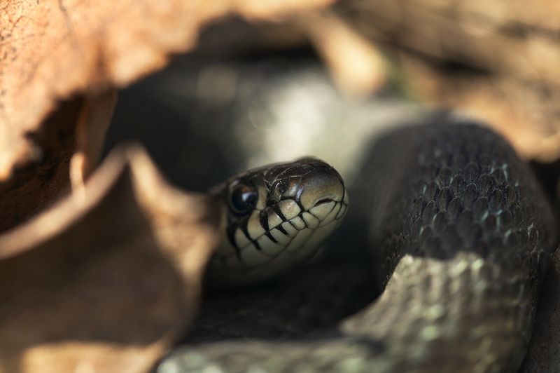 Ужик фото превью