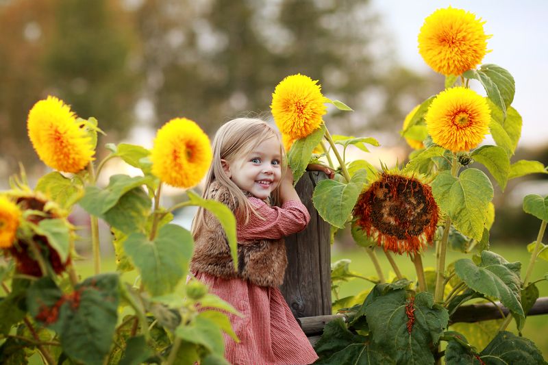 в подсолнухах фото превью