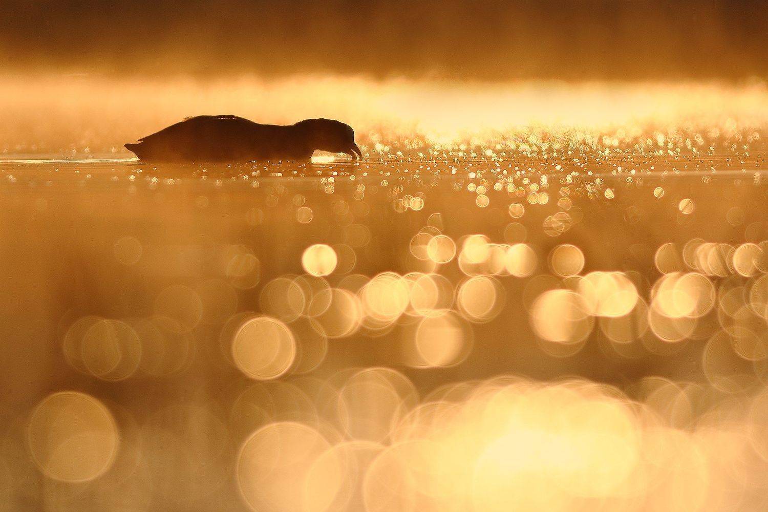 , Łukasz Sok&oacute;ł