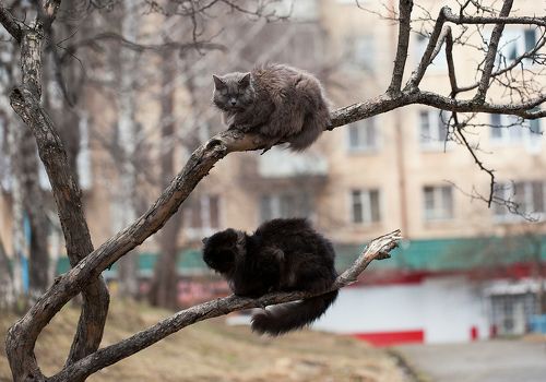 Коты прилетели