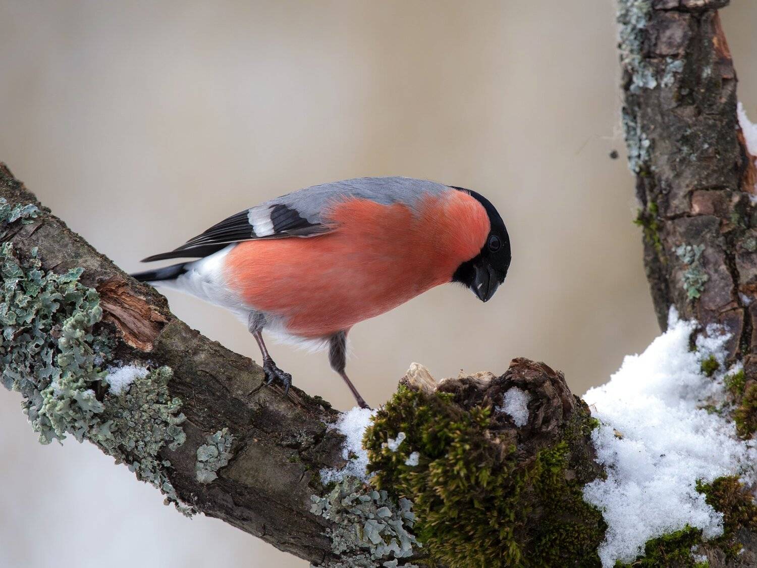птицы,природа,весна, Андрей Киселёв