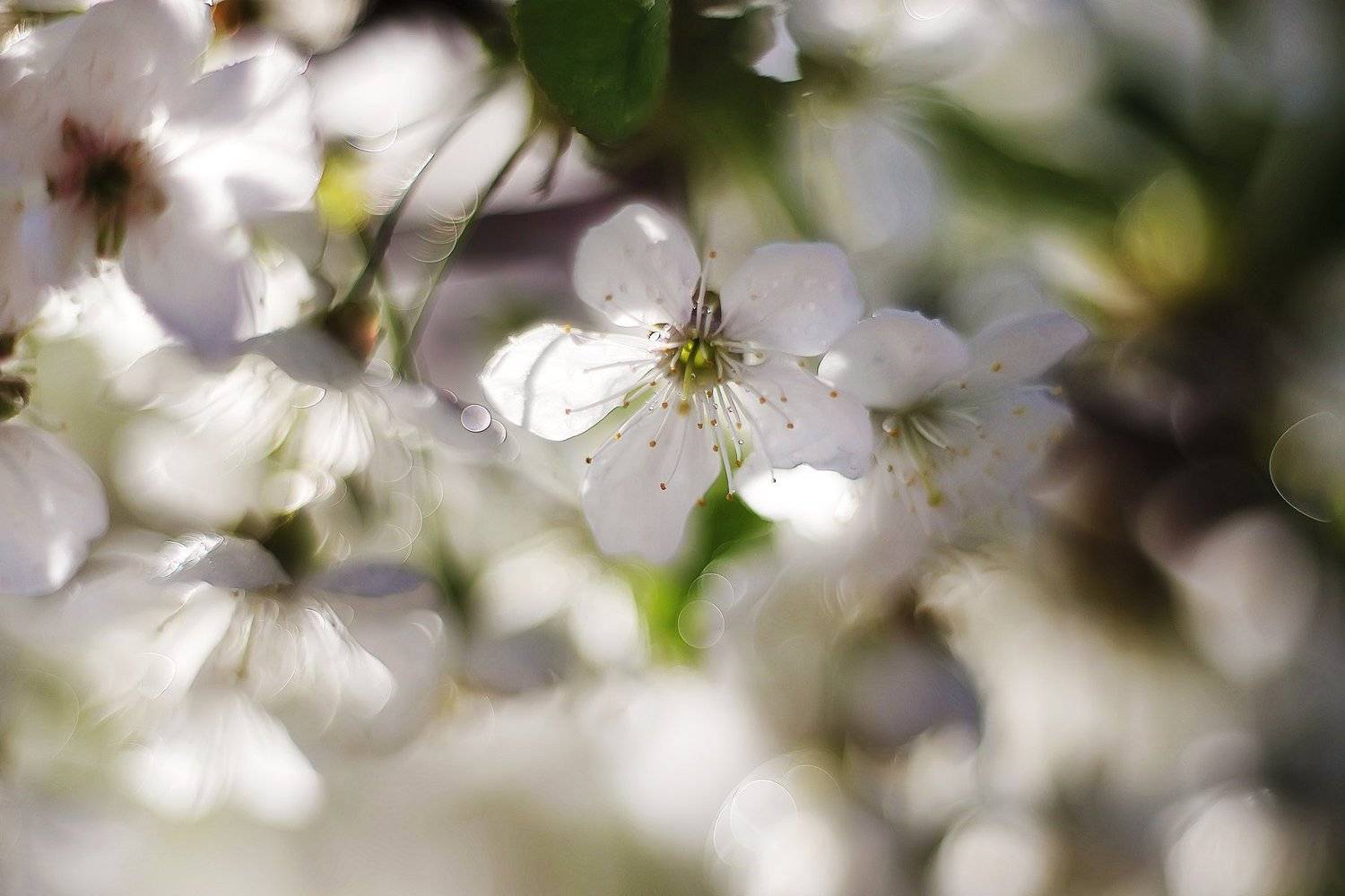 , Анастасия Колесникова