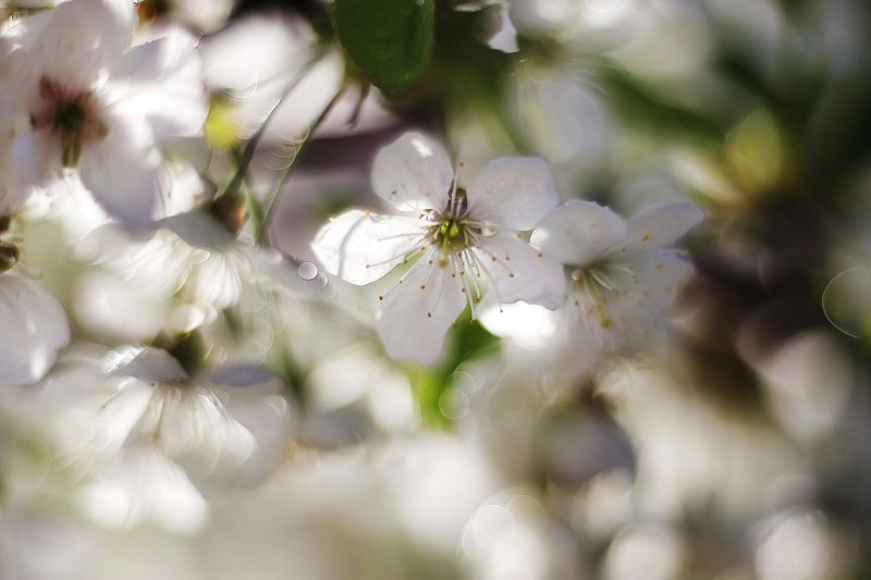 *** фото превью