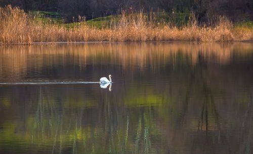 Лебединая нота.