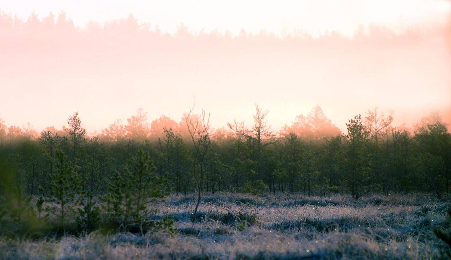 , Илья Бышнёв