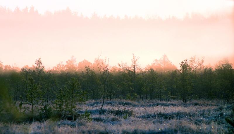 Утро на болоте. фото превью
