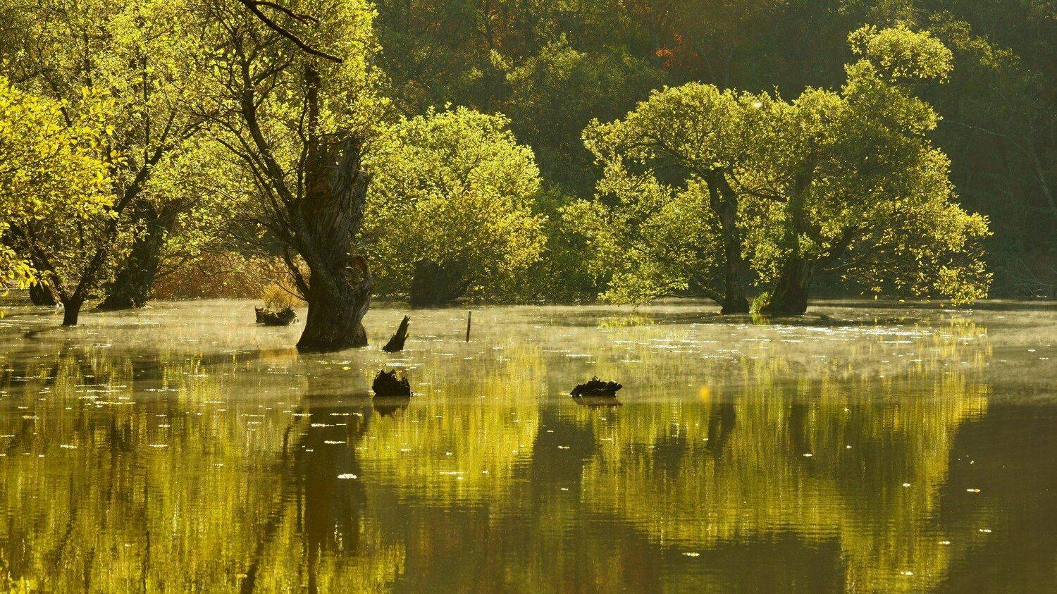 korea,autumn,reservoir,reflection,water,sunlight,backlight,morning,bud tree,, Shin