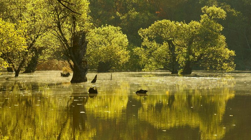 Reflection of the morning фото превью