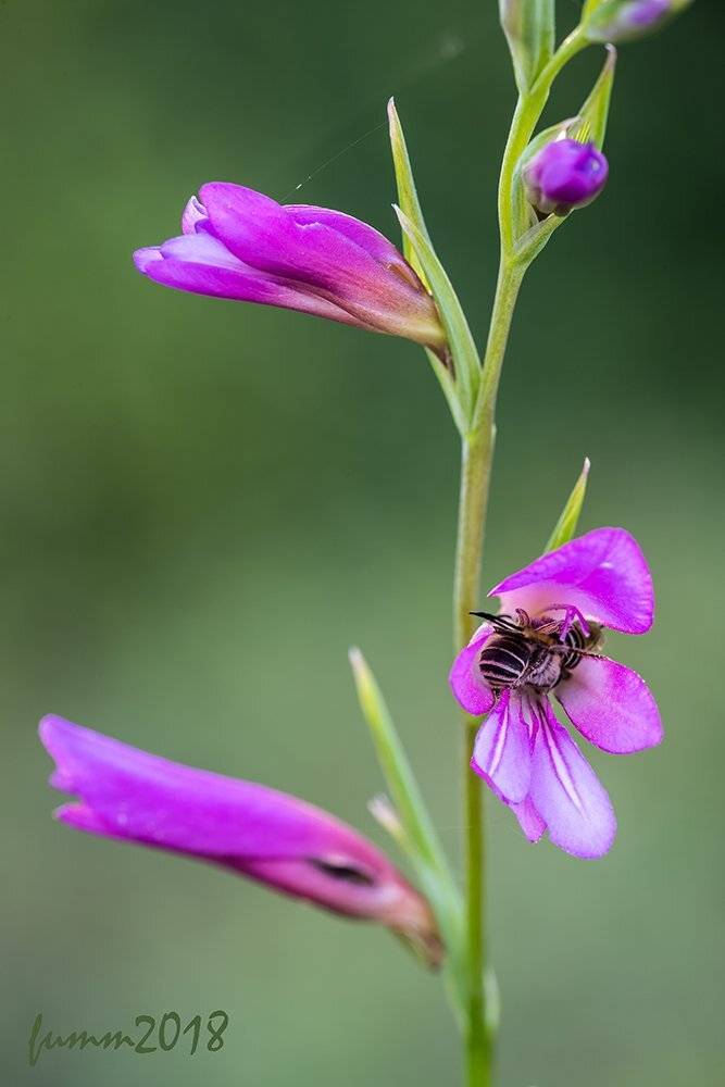 , Игорь ФУММ