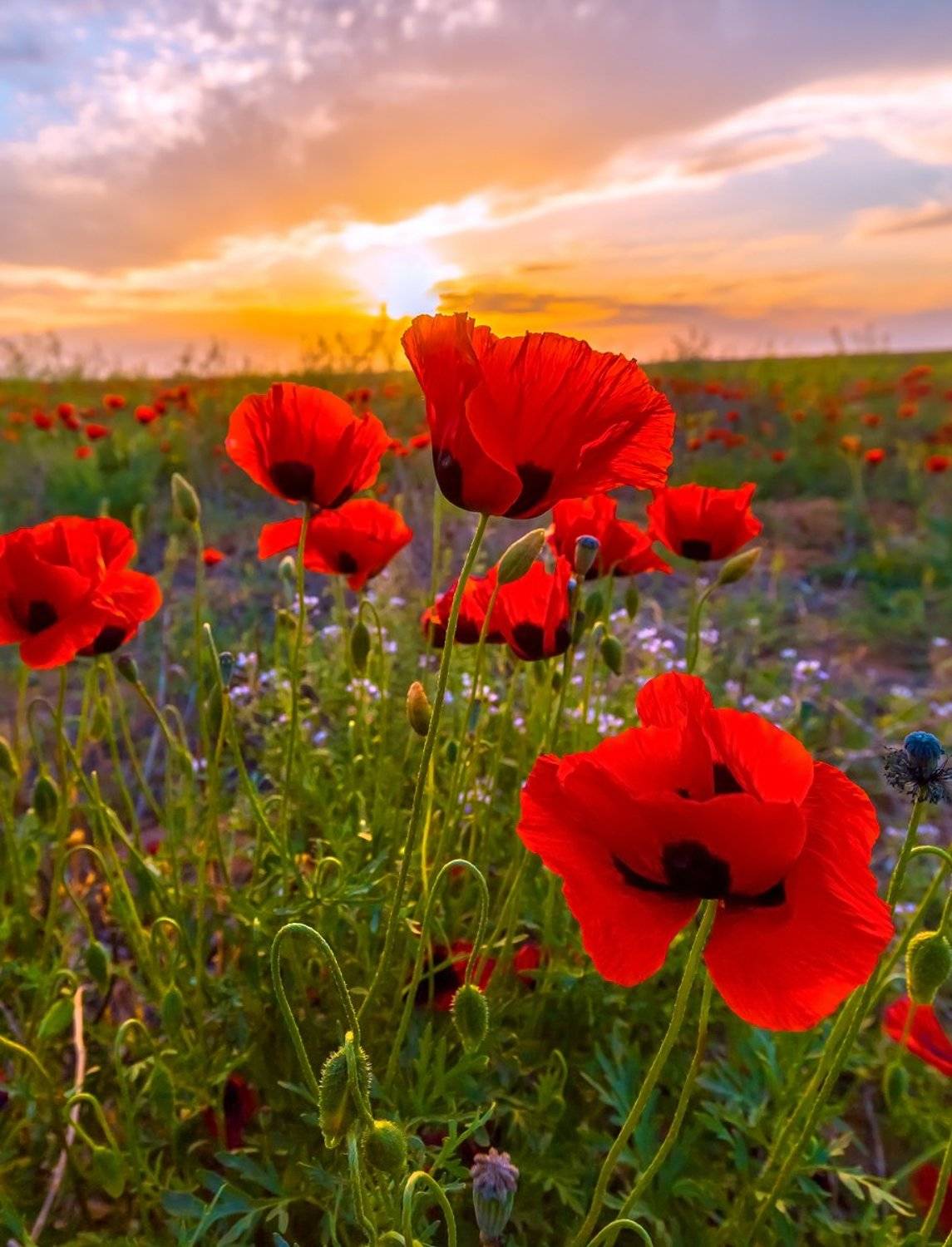 весна, астраханская область, степь, маки, цветы, солнце, закат, флора,, Лашков Фёдор