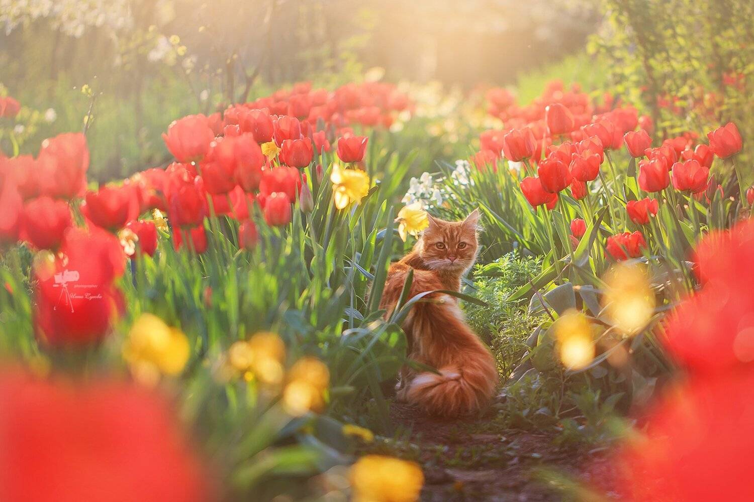 , Инна Сухова