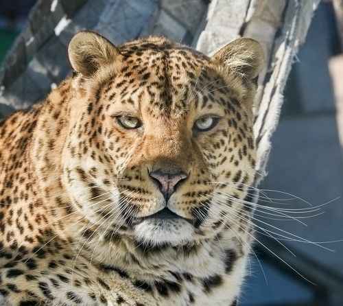 Леопард