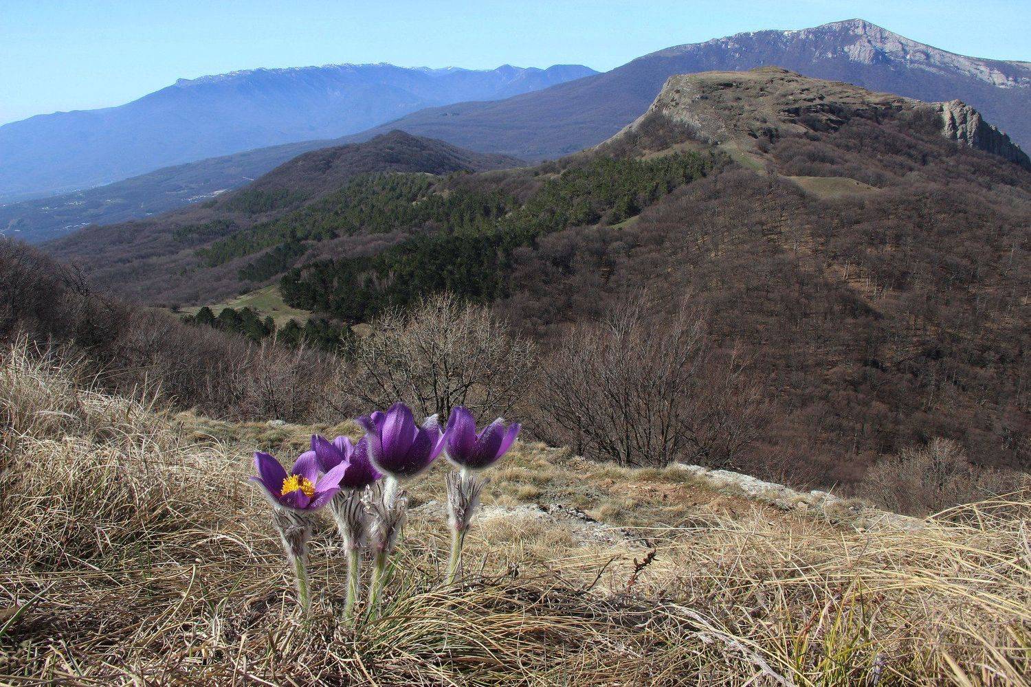 Сон-трава, весна, Ирина Гайворонская