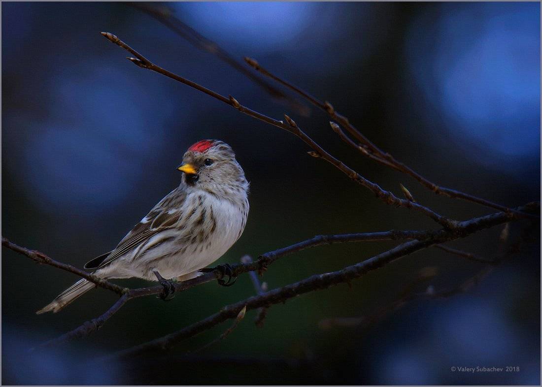 , Валерий Субачев