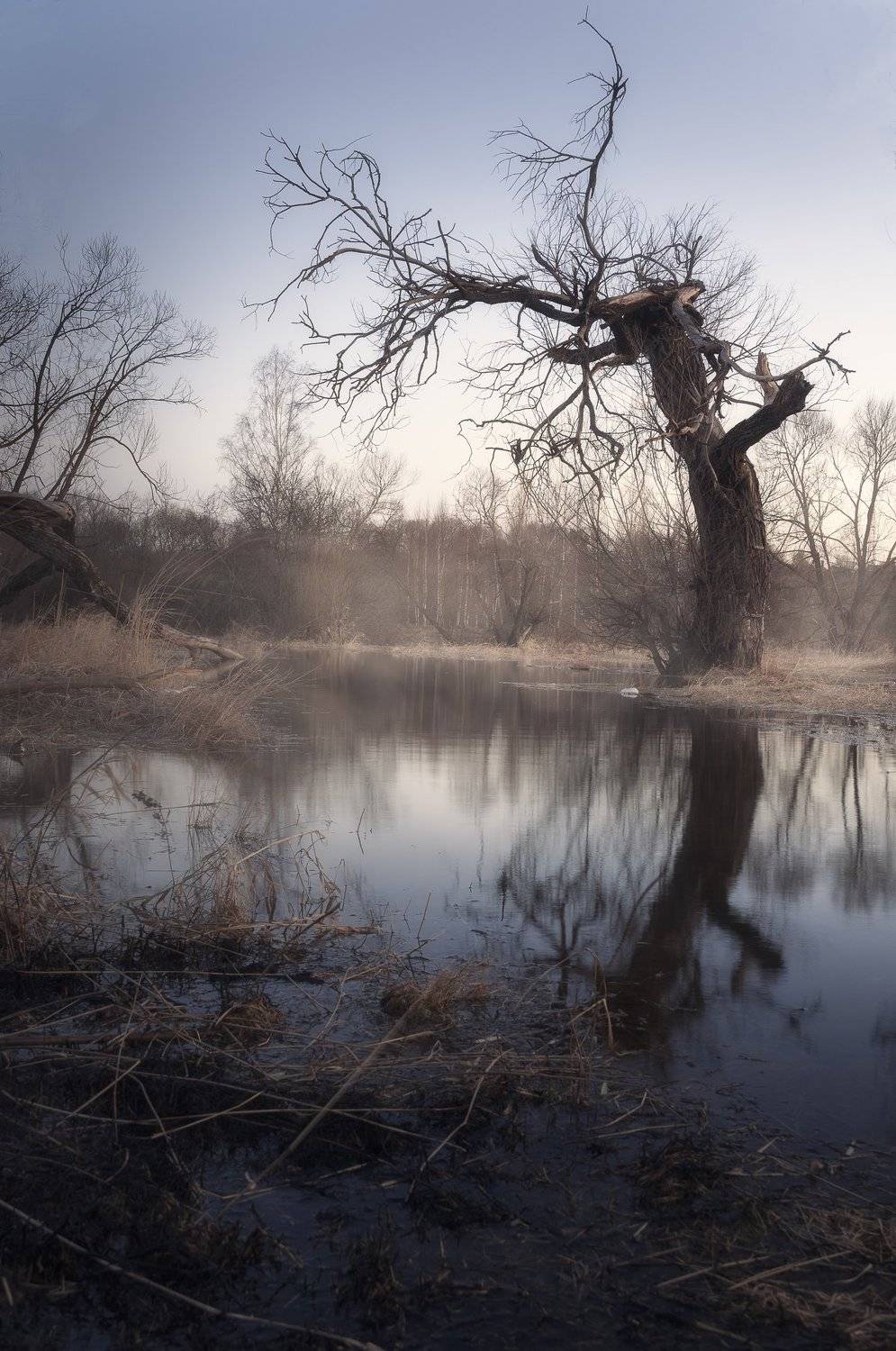 весна, природа, никон, пейзаж, дерево, туман, Алексей Сергованцев