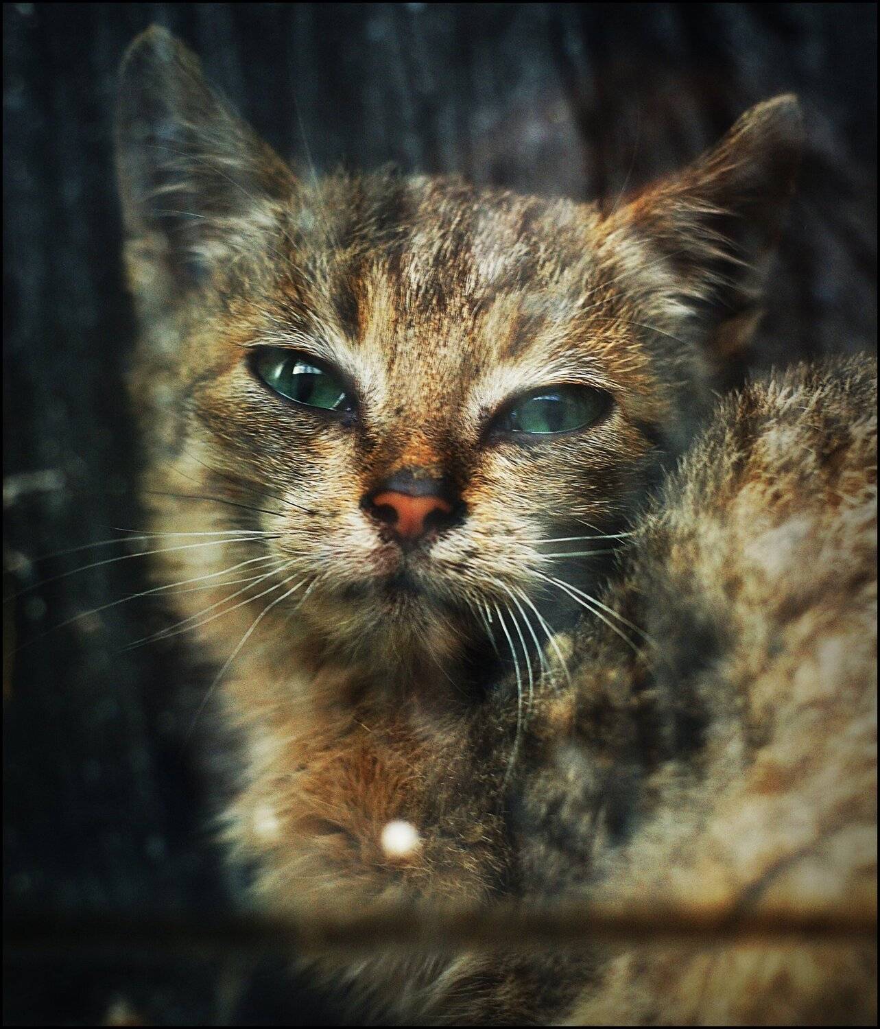 , Krzysztof Trojanowski