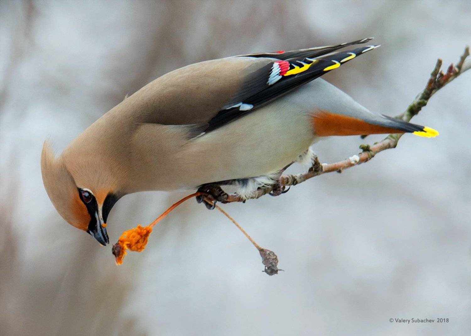 , Валерий Субачев