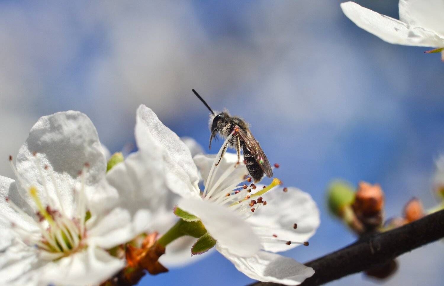 весна, цветы, макро, Елена Шевченко