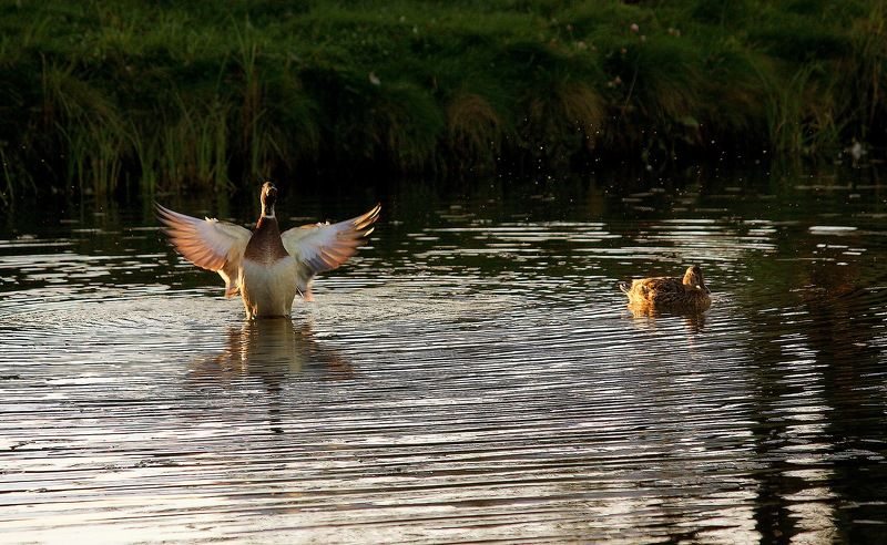 птицы, утки, озеро, кряквы Вот такая рыба была!!! фото превью