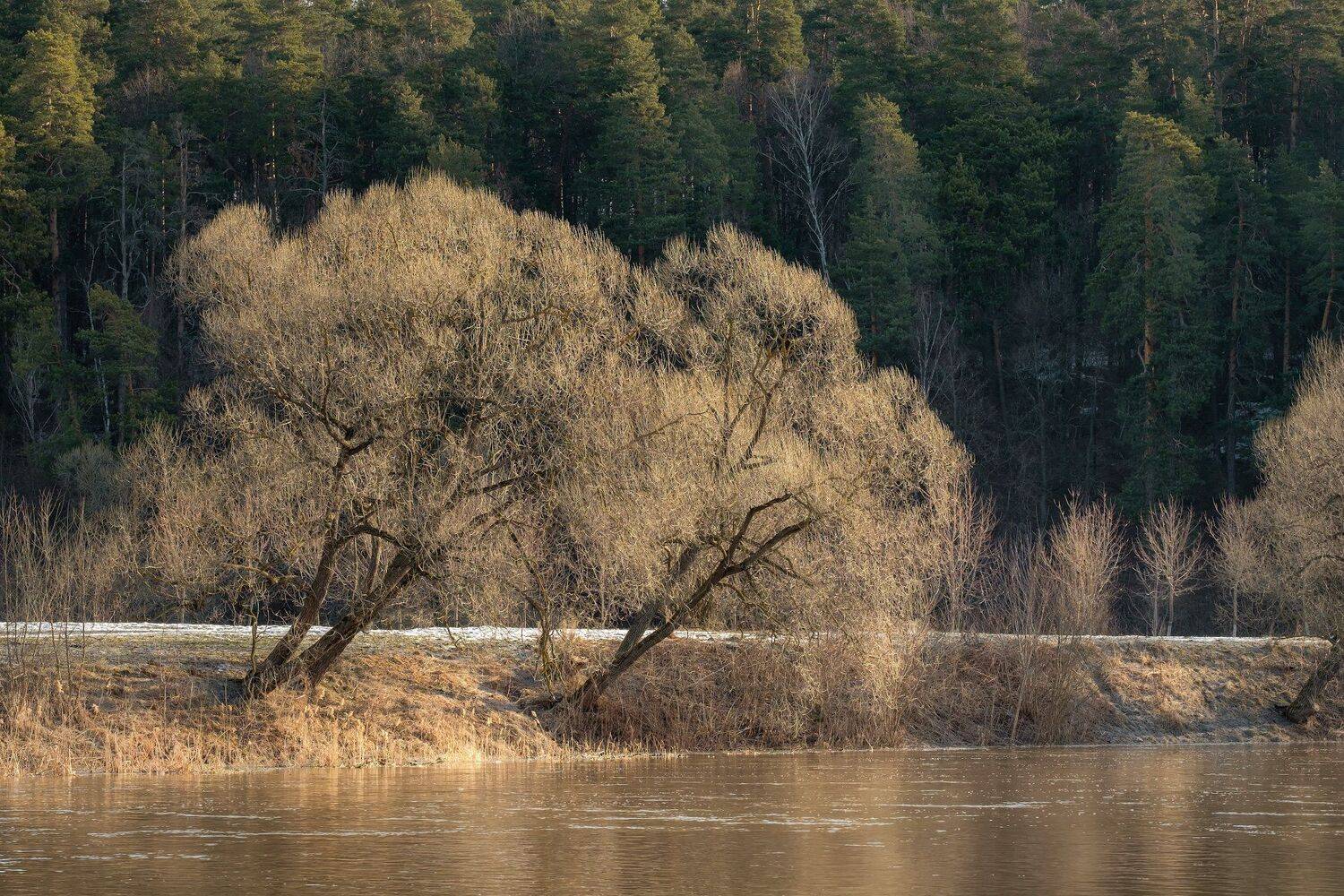 пейзаж, весна, берег, река, разлив, снег, пахра, лес, деревья, подольск, Андрей Чиж
