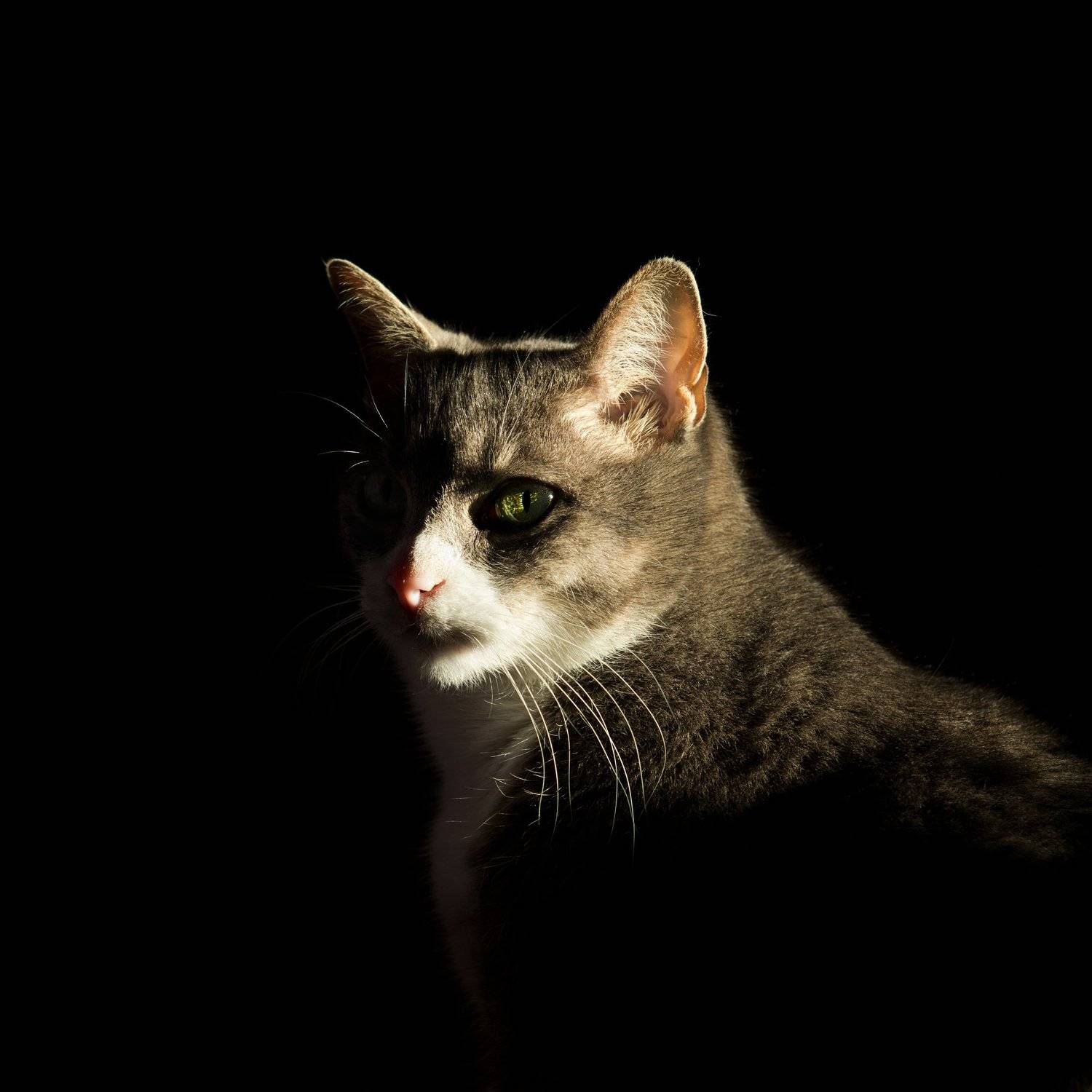 cat, Dmitry Samoylin