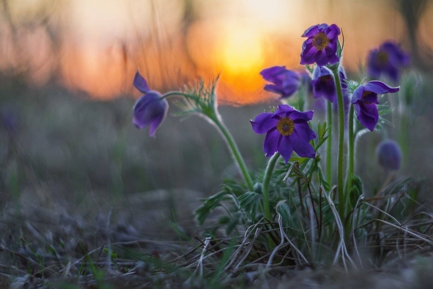 сон трава, сибирские подснежники, закатное солнце, первоцвет, Сергей