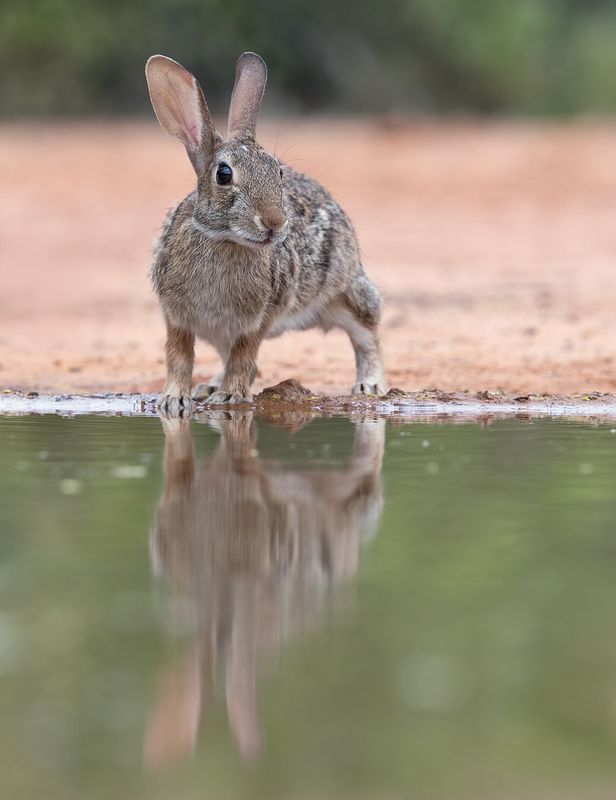 флоридский кролик, eastern cottontail,кролик, tx, texas, cottontail, Флоридский кролик - Eastern cottontail фото превью