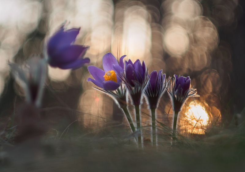 Сон-трава фото превью