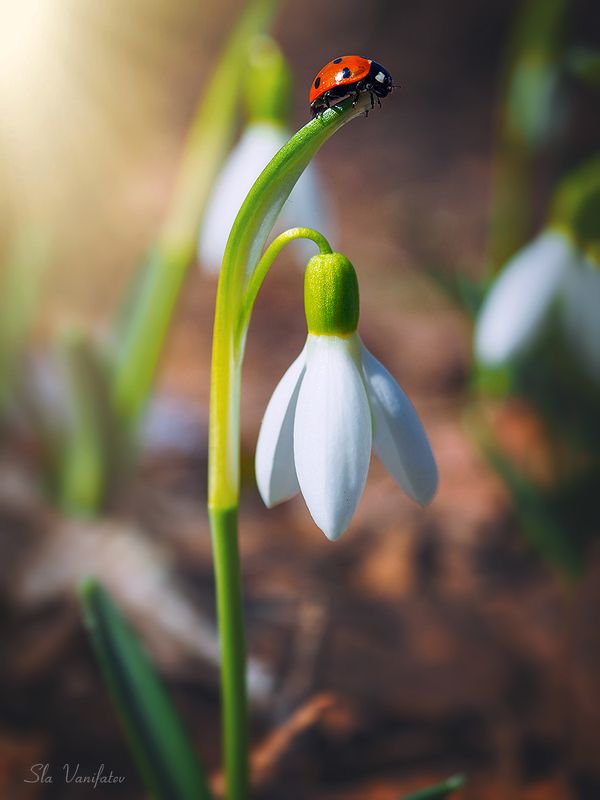 Первые краски весны ! фото превью