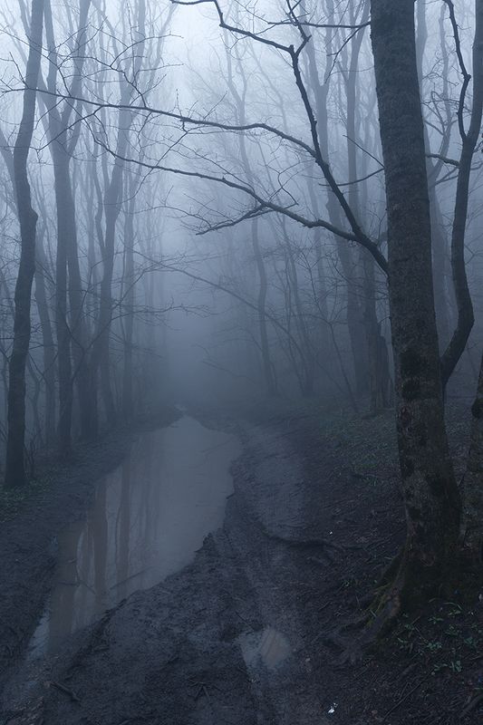 Туманный лес фото превью