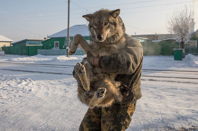 Январь. Прогулка с волком. фото превью