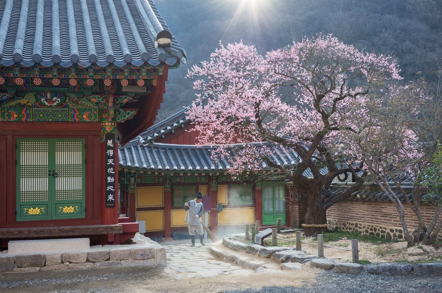 buddhism, working, culture, spring, blossom, Jaeyoun Ryu