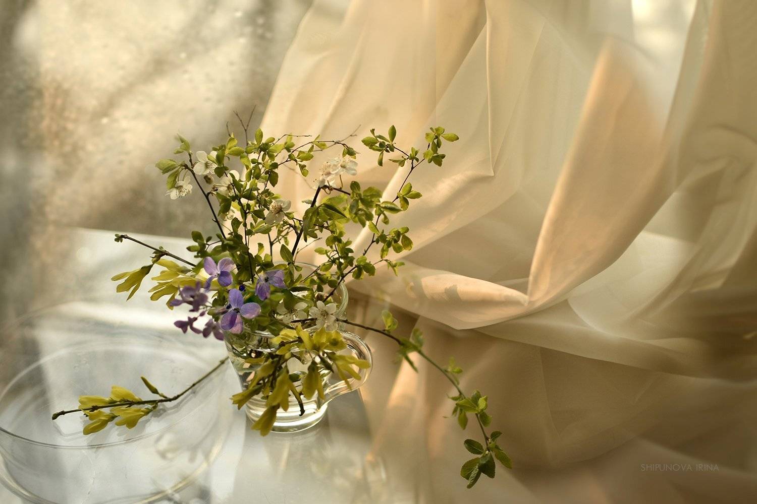 , Шипунова Ирина