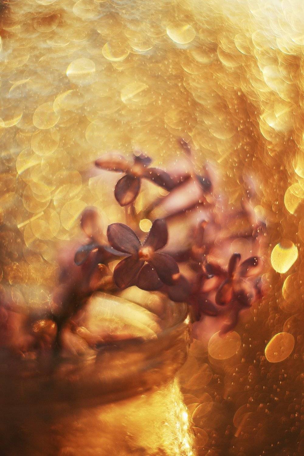 , Анастасия Колесникова