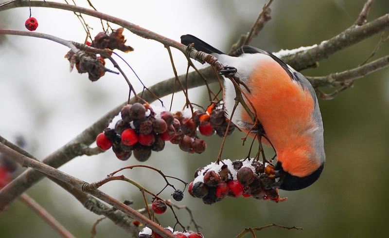 Грация фото превью