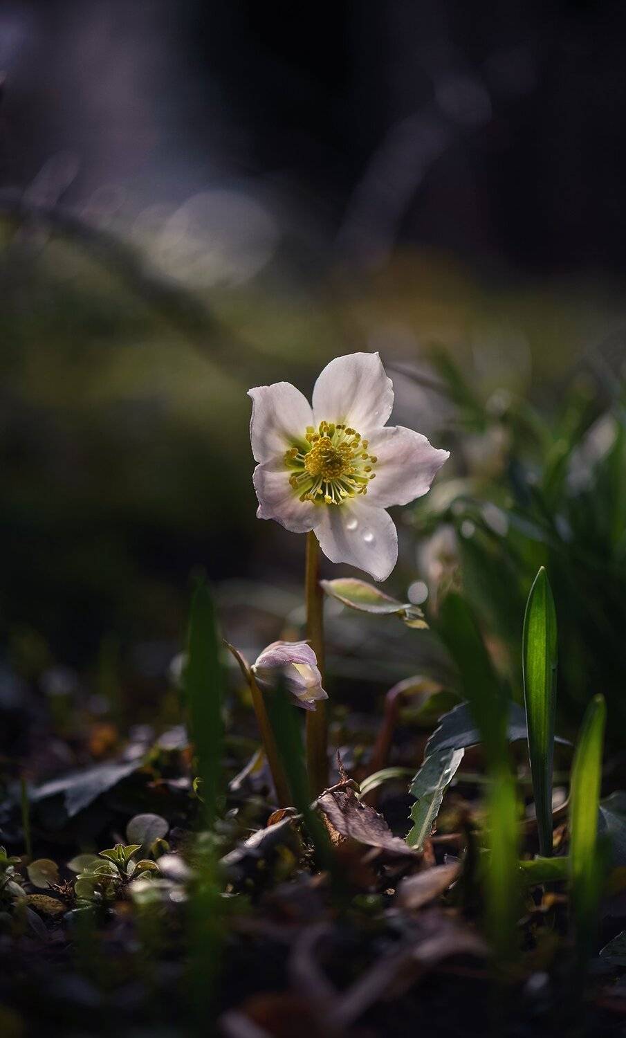 природа, макро, весна, цветы, морозник, капли дождя, Неля Рачкова