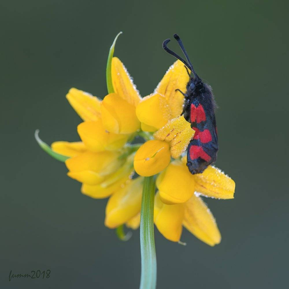 , Игорь ФУММ