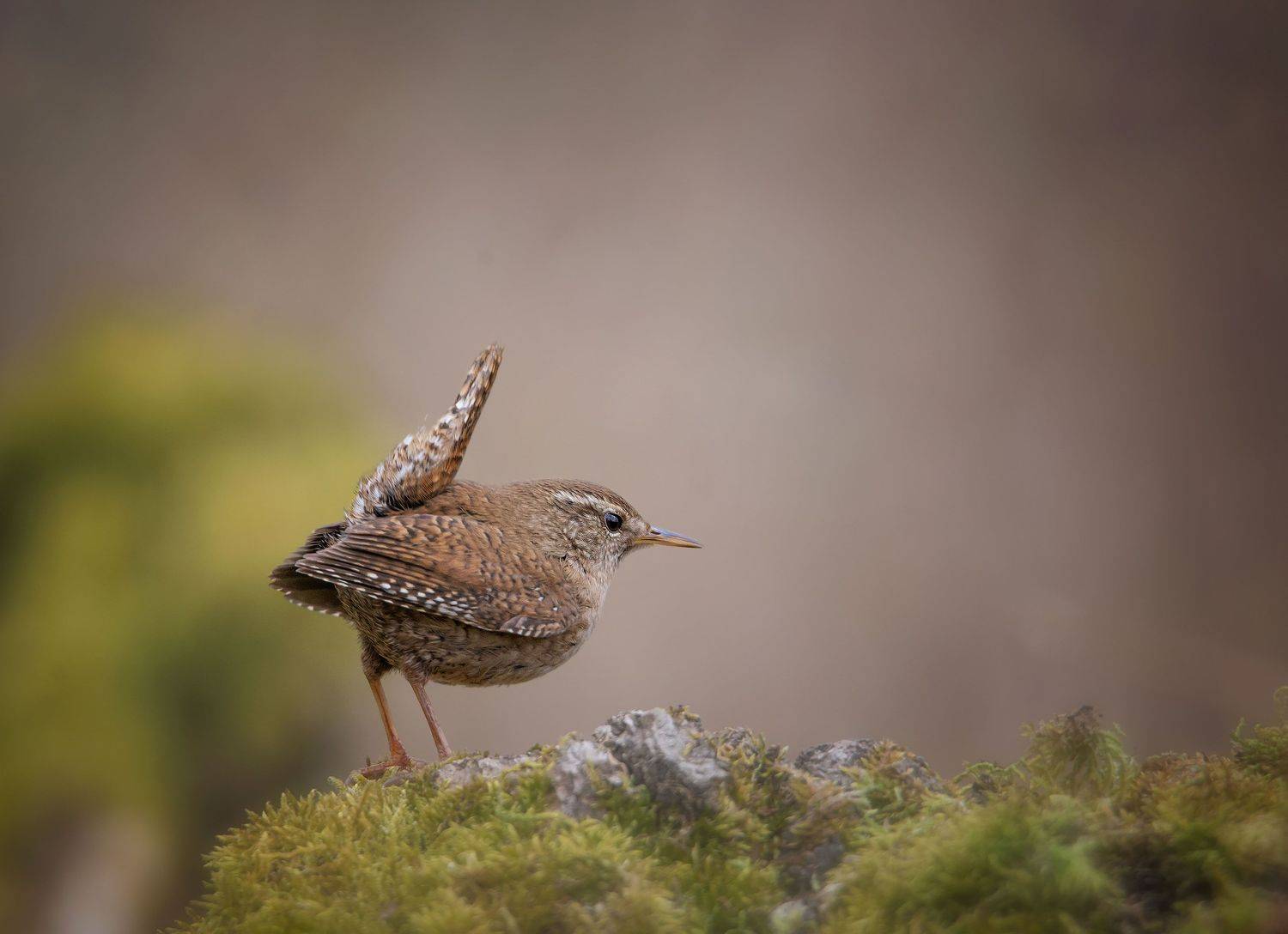, Arkadiusz Michalak