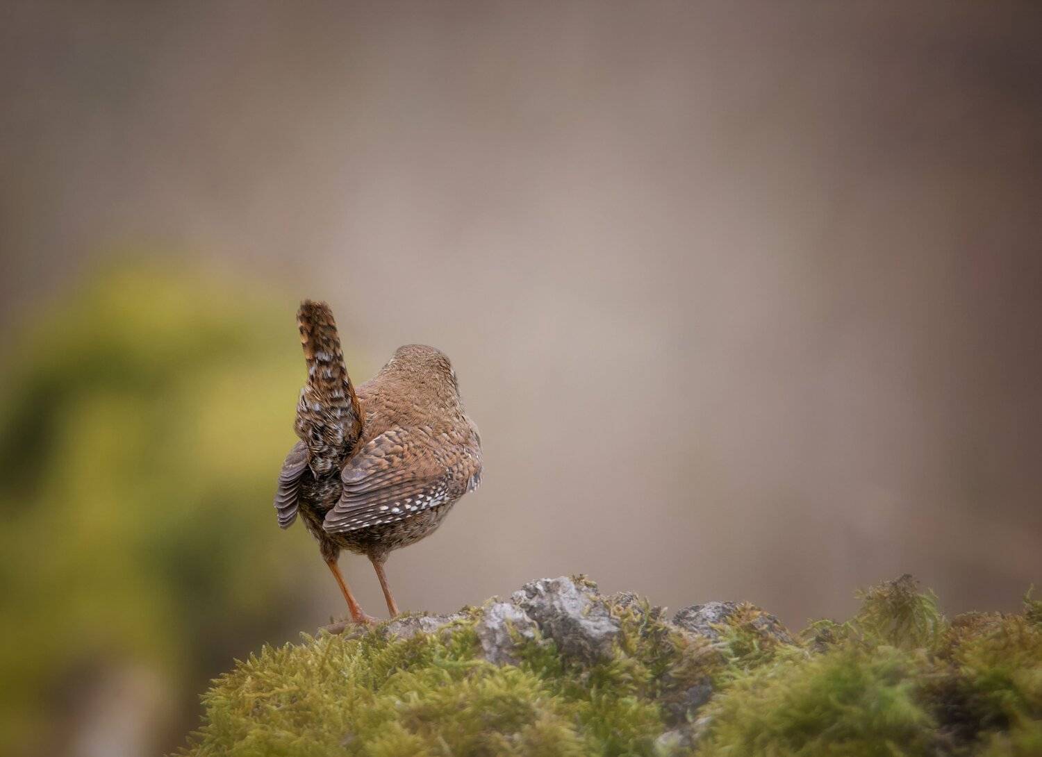, Arkadiusz Michalak
