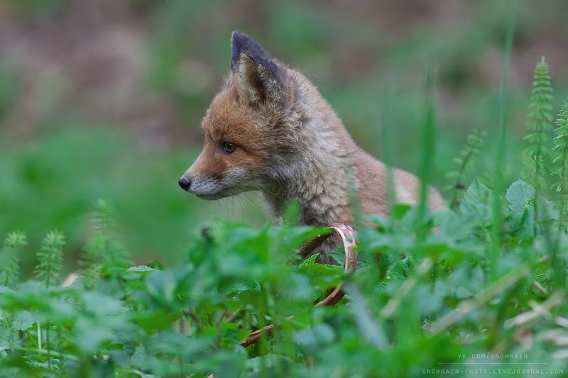 лиса, фотоохота, анималистика, дикая природа, природа, лес, животные, nature, wildlife, fox, animal, wildlifephoto Лисенок фото превью