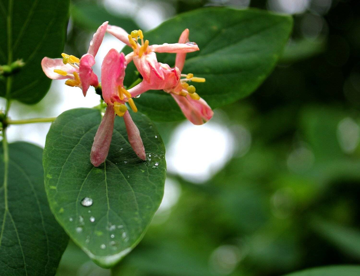 цветы, весна, роса, Влада Андрюнина
